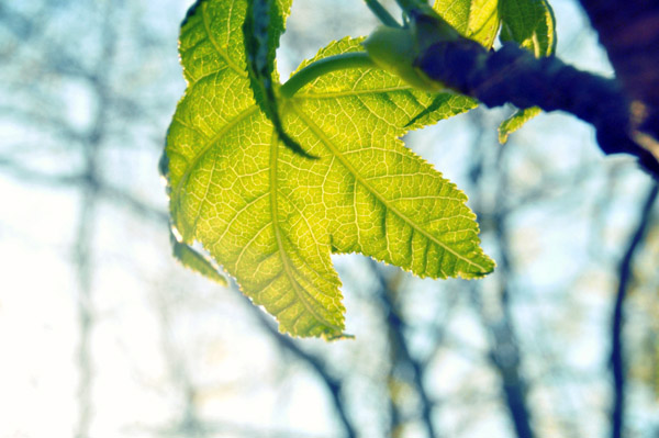 在线短信轰炸网页版